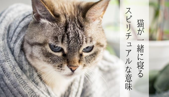 猫が一緒に寝るスピリチュアルな意味と寝なくなる理由